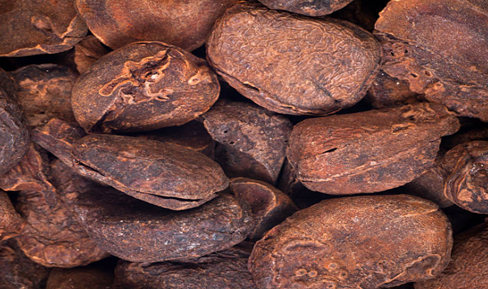 Kola Nuts
