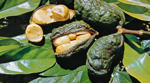 Roasted Coffee Beans